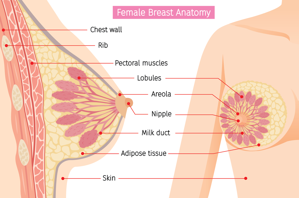 Breat-anatomy